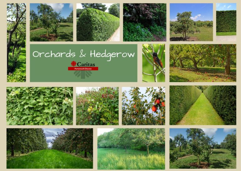 Orchards & Hedgerow